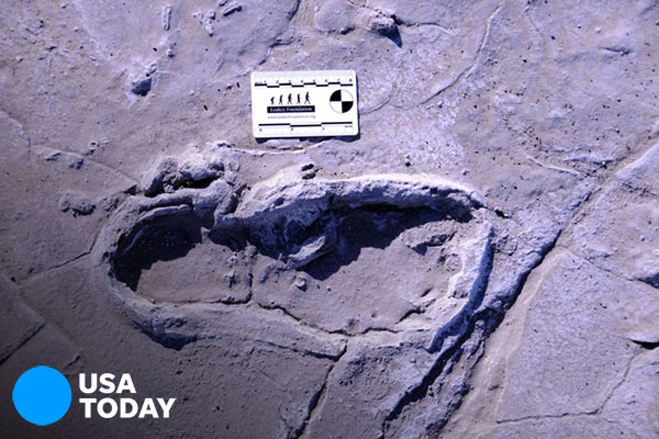 Africa's largest group of human fossil footprints discovered in Tanzania [faculty quoted]