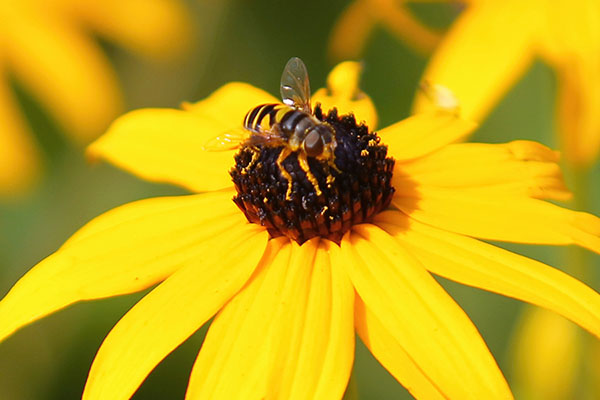 Counting bees, because bees count — App State creates pollinator-tracking app