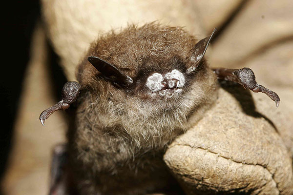 App State funded to study rare bats along Blue Ridge Parkway area, investigate disease