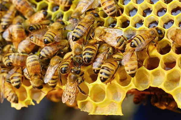 App State researchers working to save honeybees with informatics