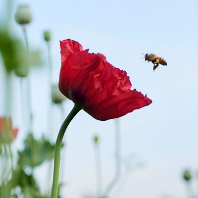 Telling of the Bees: Jake Eshelman