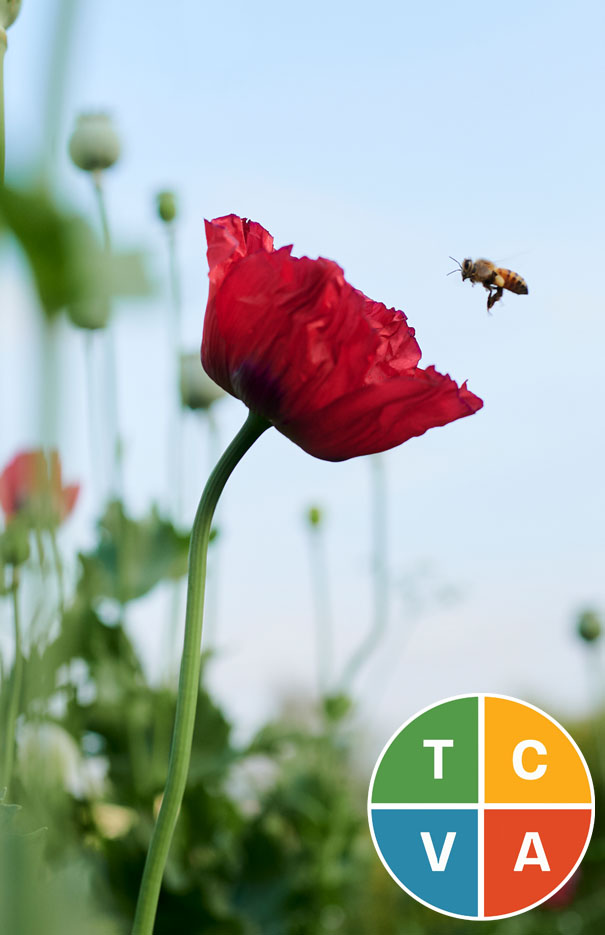 Telling of the Bees: Jake Eshelman