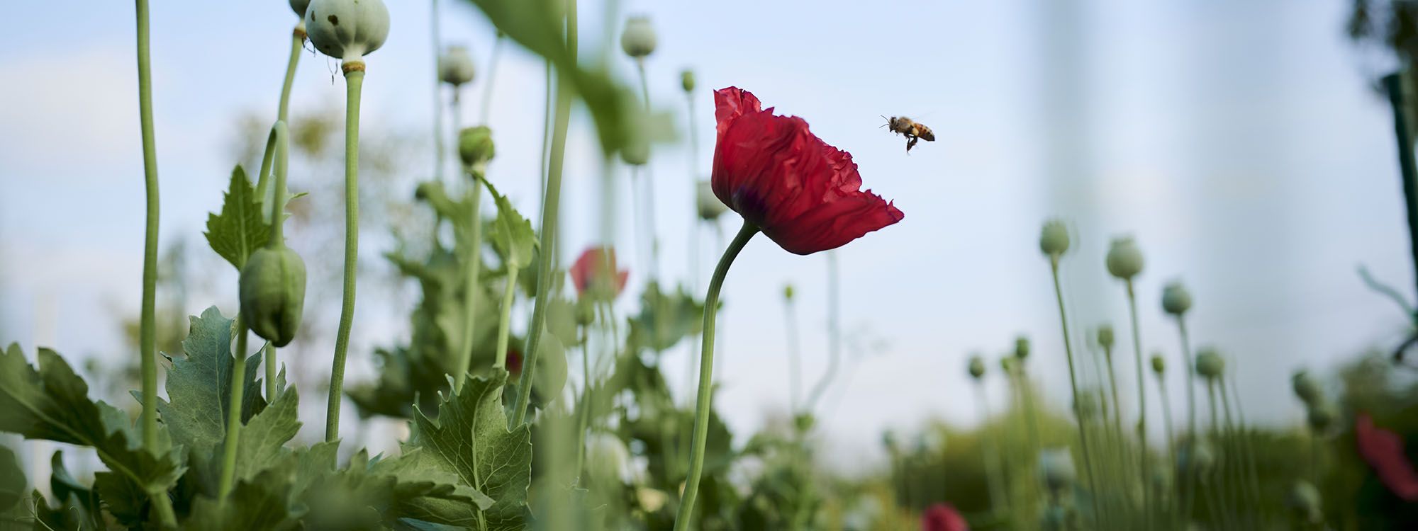 Telling of the Bees: Jake Eshelman