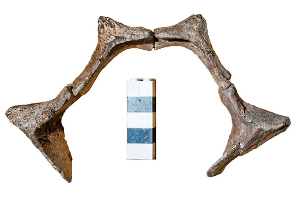 Fossils from a new aetosaur species discovered in North Carolina