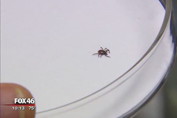 Tick season in North Carolina: what you need to know