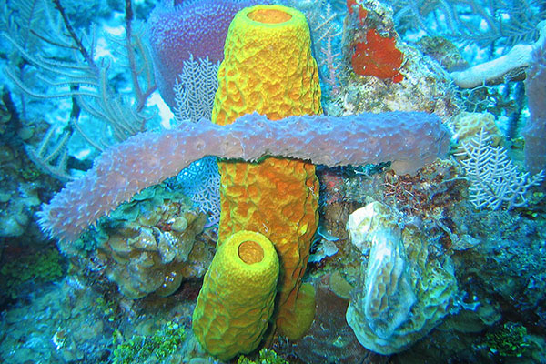 NSF grant funds Appalachian research on ecological diversification of sponges in the Caribbean