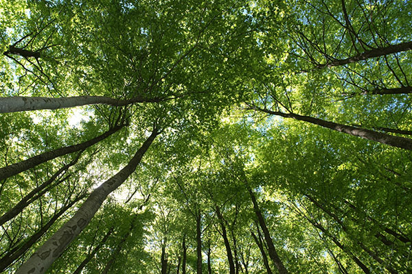 Appalachian Carbon Research Group awarded UNC System funding to develop accounting guidelines for forest carbon offset projects