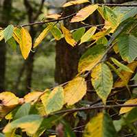 ‘Fall Color Guy’: Unprecedented warm weather is delaying fall leaf ...