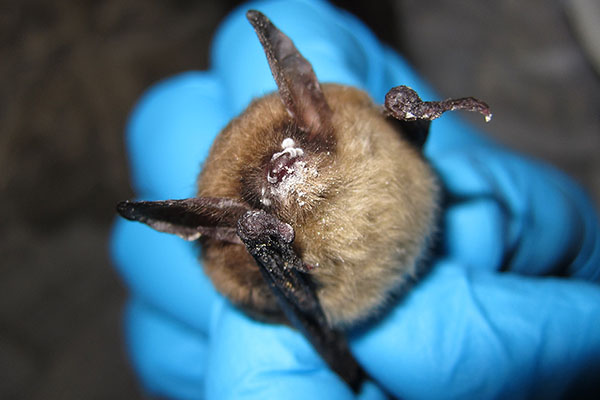 NPS funds Appalachian survey of WNS-affected bats in Blue Ridge Parkway area