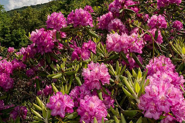 Rhododendron Society