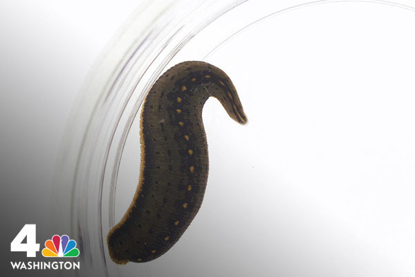 New Leech Species Discovered in Southern Maryland