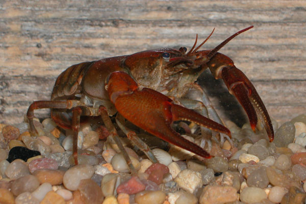 Worms–crayfish relationship affects entire freshwater stream ecosystems, App State research finds