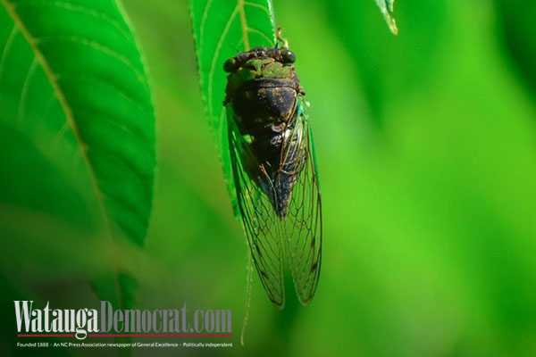 Brood X misses the High Country, coming years promise larger cicada emergences