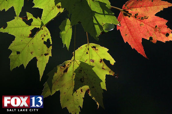 How climate change is affecting fall foliage [faculty featured]
