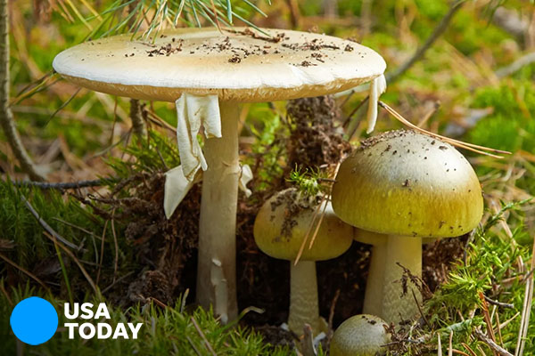 Fact check: Mushrooms share more DNA with humans than plants [faculty featured]