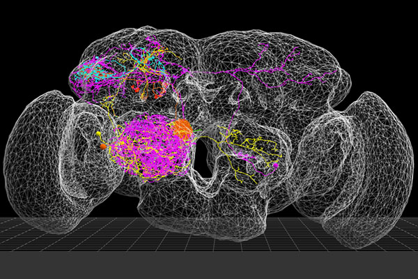 Tiny brains, big data: App State-led project aims to prepare the neuroscientists of tomorrow