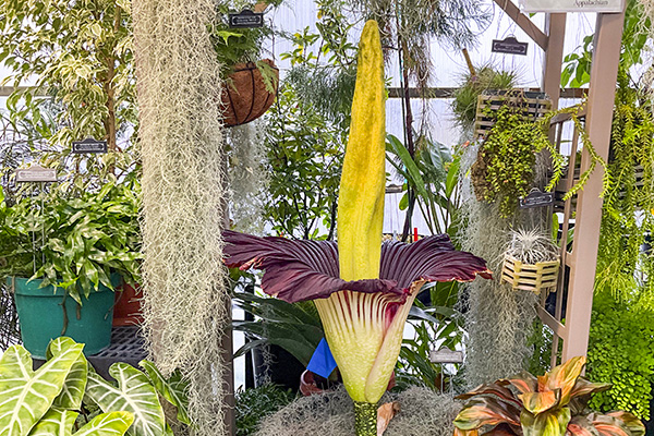 App State’s rare corpse flower, Mongo, blooms in Biology Greenhouse
