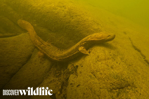 Scuba-diving scientists capture rare underwater footage of prehistoric-looking hellbenders in North Carolina [faculty featured]