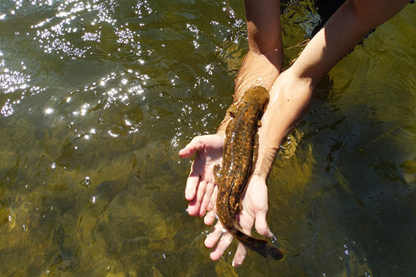 Hellbender heroes: App State team continues nearly 20 years of research to help protect NC’s giant salamanders