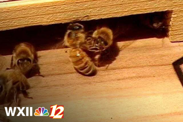 App State researchers create new tool for honeybees