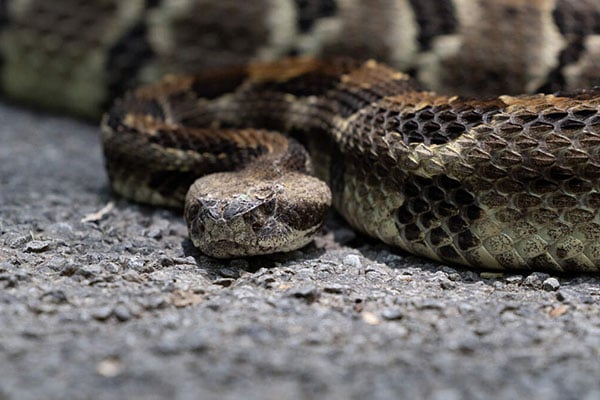 North Carolina has rattlesnakes. See how to ID the one you’d most likely spot [faculty featured]